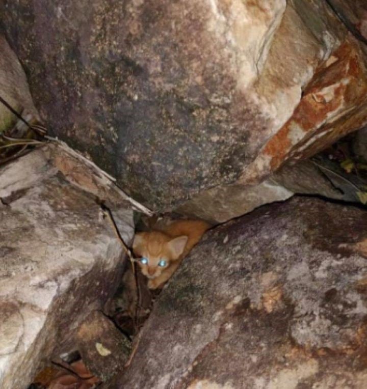 Illustration de l'article : Un passant découvre un chaton chétif sous un amas de rochers. Pour le récupérer, il lance un appel à l’aide sur les réseaux sociaux